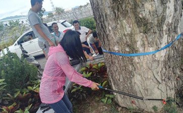 點(diǎn)將科技順利通過三亞市林業(yè)科學(xué)研究院木質(zhì)無損檢測項目驗收